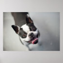 Suche nach französische bulldogge der liebe poster Niedlich