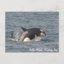 Recherche de monterey cartes postales Baleine