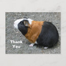 Suche nach cavy postkarten Nagetier