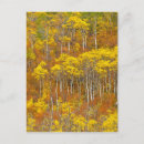 Recherche de peuplier cartes postales Tremble