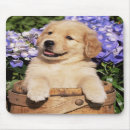Suche nach goldener welpe mousepads Retrievers