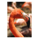 Recherche de flamant rose posters Design