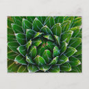 Recherche de agaves cartes postales Pour tous