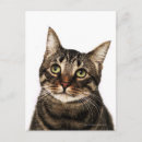 Suche nach weiße katzen postkarten Tiere