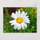 Recherche de marguerites blanches cartes postales Floral