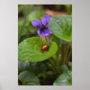 Suche nach ladybug poster Ladyvogel