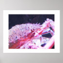 Recherche de araignee art Animaux