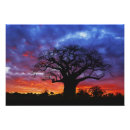 Suche nach baum silhouetten poster Himmel