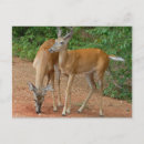 Recherche de deer cartes postales Usa