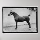 Suche nach vintages pferd poster Fotografie