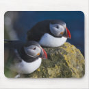 Recherche de atlantique tapis souris Oiseau