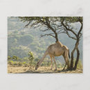Recherche de oman cartes postales Chameau