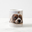 Recherche de petits animaux tasses Chat
