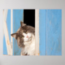 Suche nach neugierige katze poster Niedlich