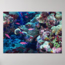 Recherche de paysage sous marin posters Corail