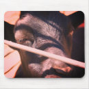 Suche nach niedliches kuh mousepads Landwirtschaft