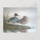 Recherche de canards sauvages cartes postales Nature