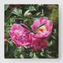 Recherche de pivoines roses horloges Botanique