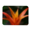 Suche nach bromeliad Tropisch