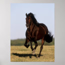 Suche nach andalusische pferde poster Rasse