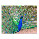 Recherche de plumage art Dynamique