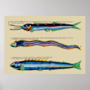 Recherche de anguilles posters Poissons