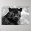 Suche nach wildcat poster Leopard