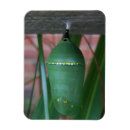 Suche nach chrysalises Natur