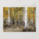 Recherche de arbres tremble cartes postales Bois