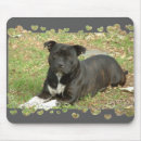 Recherche de bull terrier tapis souris Chiens