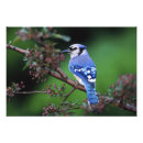 Recherche de oiseau chanteur posters Animal