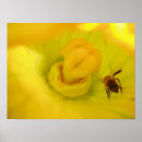 Suche nach zucchini poster Gelb