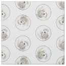 Recherche de coton de tulears Tuleaire