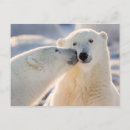 Suche nach wintertiere postkarten Arktis