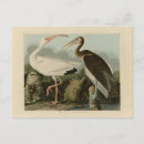 Suche nach john james audubon postkarten Darstellung