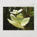 Recherche de dogwood cartes postales Arbres