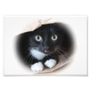 Suche nach taschen poster Katze