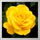Suche nach gelbe rosen poster Natur