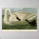 Suche nach john james audubon poster Farbe