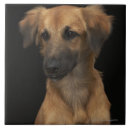Suche nach resuce Hund