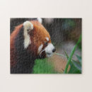 Suche nach roter panda puzzle Tier