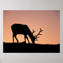 Suche nach rocky mountain nationalpark poster Tierwelt