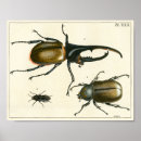 Suche nach wissenschaftliche illustration poster Insekt