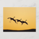 Recherche de vol de grue cartes postales Faune