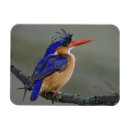 Recherche de lac martin Oiseau