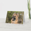 Suche nach langhaarig karten Hund
