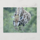 Recherche de camelopardalis de giraffa Animal