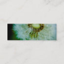 Recherche de pissenlits cartes visite Fleurs sauvages