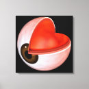 Recherche de oeil humain posters Globe oculaire