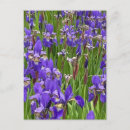 Suche nach iris postkarten Schwertlilien